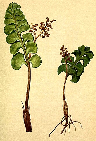 Herb illustration