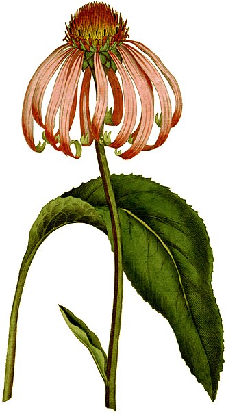 Echinacea purpurea